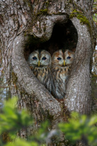 brown owls is looking out of the tree hole, Strix aluco brown owls is looking out of the tree hole, Strix aluco